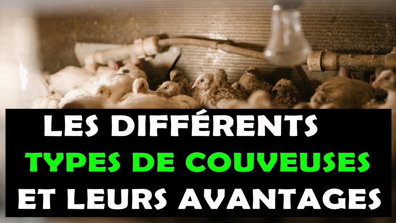 Les différents types de couveuses à oeufs en aviculture et leurs avantages
