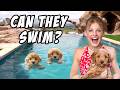 Teaching My PUPPIES To SWIM For The First Time