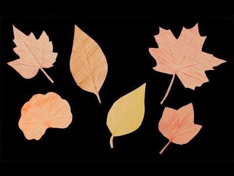 Empreintes de feuilles: bricolage d'automne
