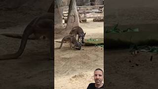 Canguru-Vermelho 🦘 | Aquário de São Paulo