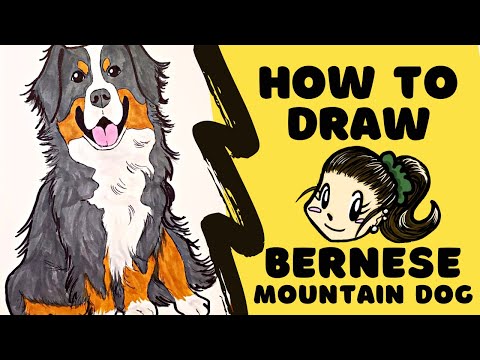 YouTube video about: How to draw a bernese mountain dog?