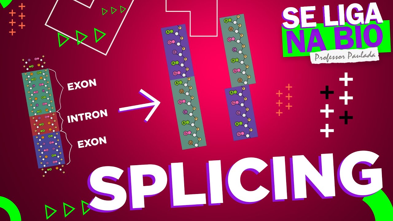 O mecanismo de SPLICING | Prof. Paulada