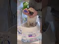 Pug nose fold cleaning tutorial - Dog grooming video 🧼 #shorts #doggrooming #pugs #dogs