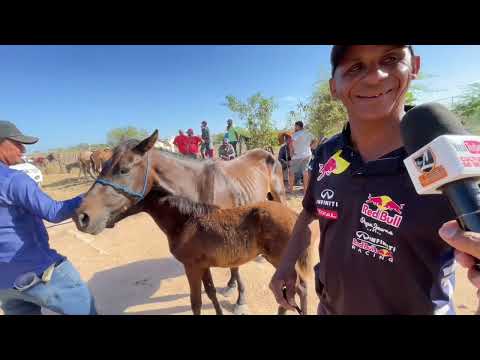 Feira de Cavalos de Senador Rui palmeira - AL 25 - 11 - 2025 #nordeste