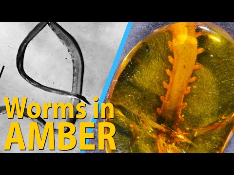 Prehistoric Worms Frozen in Amber