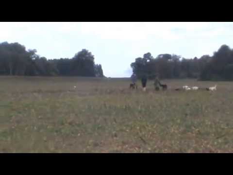 Carreras de Perros José Rivera (los potreros)