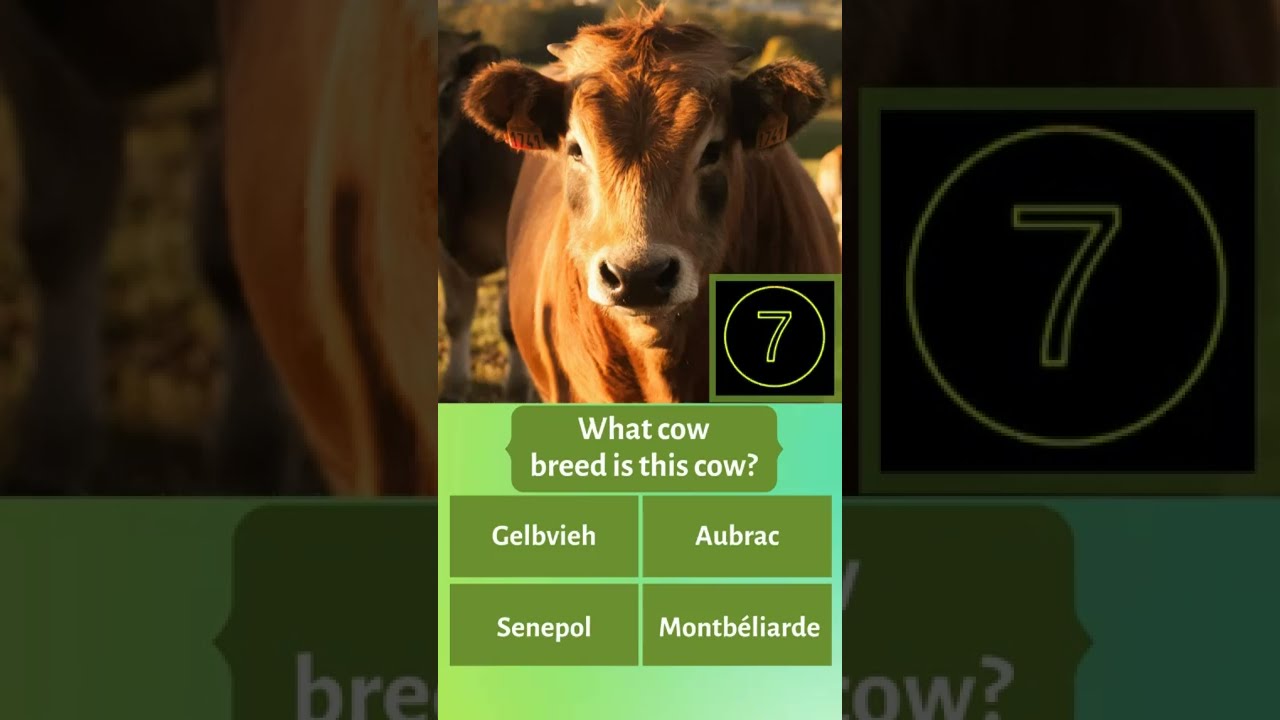 GUESS WHAT COW BREED IS THIS COW? #shorts