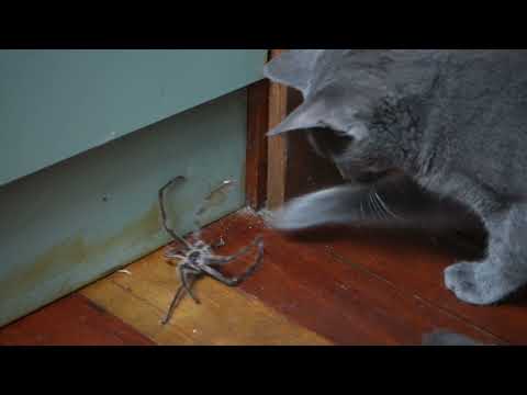 Kitty vs Huntsman Spider!