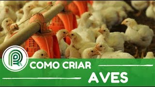Aprenda a montar um aviário modelo
