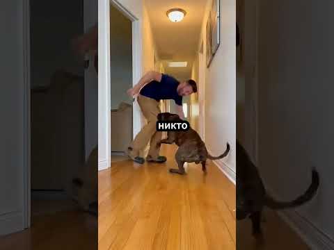 **Как верный пёс спас жизнь своему хозяину 🐶❤️🛟**