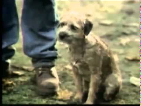 budweiser commercial - trained dog