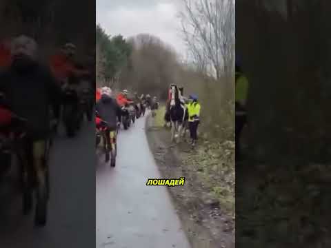 Мотоциклисты заглушили моторы ради животных