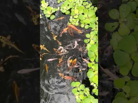 Koi Babies Feeding On Blood Worms - 07/01/2020
