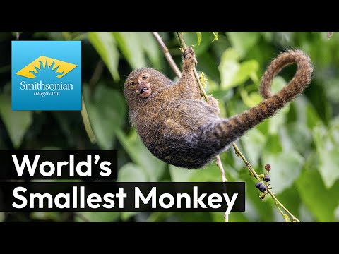 Kosman trpasličí (Cebuella pygmaea) — video o chove a starostlivosti