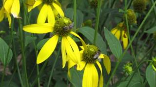 preview picture of video '16082012 National Botanic Garden of Belgium'