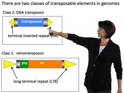 Susan Wessler (UC Riverside) Part 2: How transposable elements amplify throughout genomes