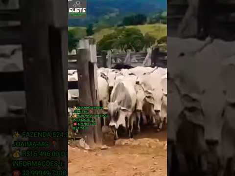 ✨️ FAZENDA 524.98 HA ✨️JOAIMA-MG 📍💰 R$15.496,00 O HECTARE 💰INFORMAÇÕES ⬇️:☎️ 33.99949-7308 WHATSAPP