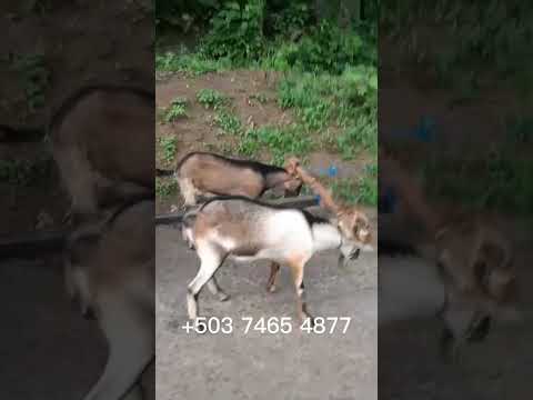Santa Elena, Usulután, domingo 19 de julio 2026