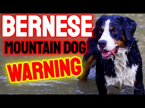 YouTube video about: How often should you bathe a bernese mountain dog?