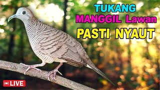 Download lagu Perkutut Lokal Gacor dari alam liar bikin gacor yang malas BUNYI mp3 Download lagu Perkutut Lokal Gacor dari alam liar bikin gacor yang malas BUNYI mp3