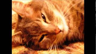 That&#39;s the Way I Like it by Spin Doctors