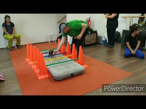 19.10.2019 - Dog Fitness workshop Havířov