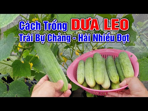 , title : 'Cách trồng dưa leo trong chậu trái bự chảng, hái nhiều đợt'