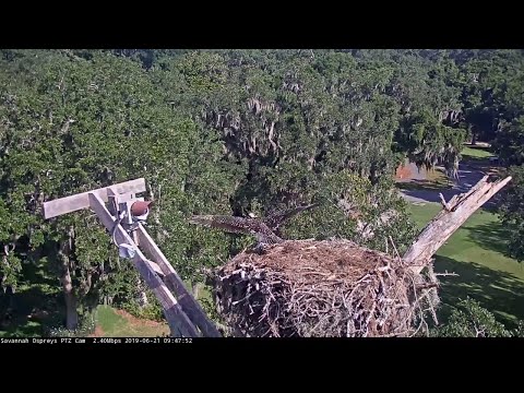 Youngest Osprey Fledges From Savannah Nest! – June 21, 2019