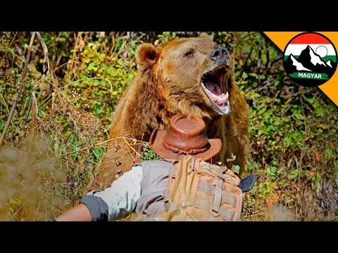 GRIZZLYBÄR-Angriff 😱 Verhalten wilder Tiere! Brave Wilderness Ungarisch