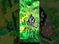 ️ ️ ️ Azhagay Pookkuthe Bgm ️ ️ ️