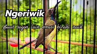 Download lagu SOGON NGERIWIK !! menaikan birahi mp3