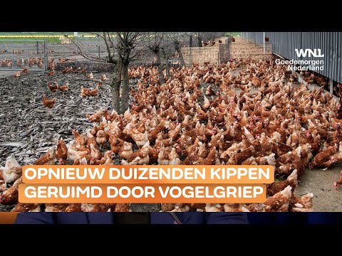 , title : 'Weer duizenden kippen geslacht door vogelgriep: 'Zeer gevaarlijk en dodelijk virus''