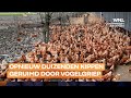 Weer duizenden kippen geslacht door vogelgriep: 'Zeer gevaarlijk en dodelijk virus'