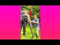 Elephant Toothpaste Shorts