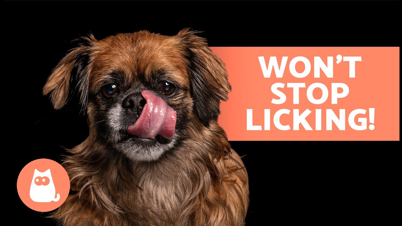 Why Does My DOG LICK EVERYTHING Constantly? 🐶👅 (6 Causes of Excessive Licking in Dogs)