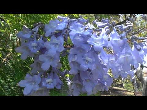 Jacarandá: Jacaranda mimosifolia