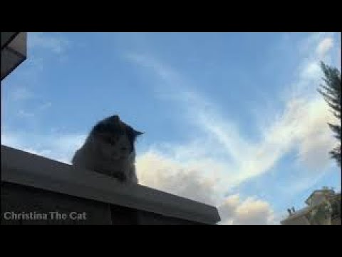 Christina The Cat is Moaning Because She is Hungary🐱