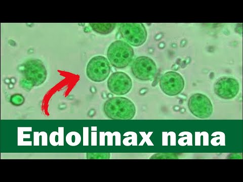 Piraprazit-a da vermi listruzione Targhe da un verme di pyranbodies