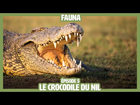 Le Crocodile du Nil [FAUNA ÉPISODE 5]