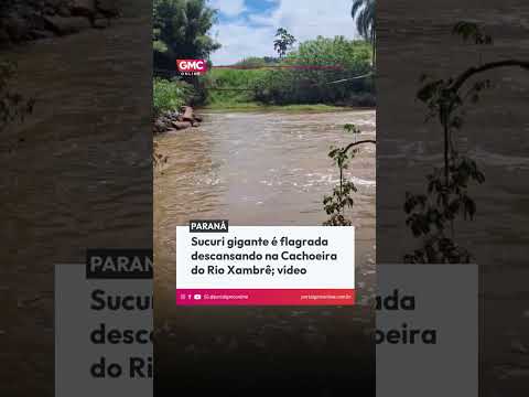 Sucuri gigante é flagrada descansando na Cachoeira do Rio Xambrê; vídeo