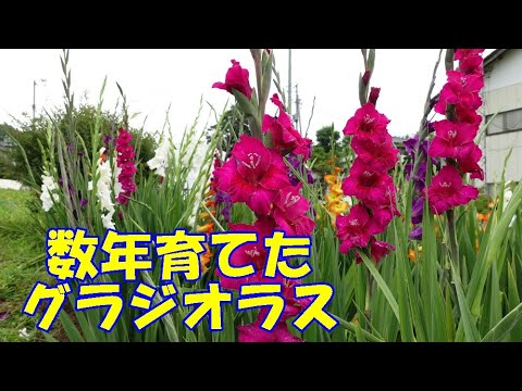園芸 イタリアングラジオラス、ハーベストグラジオラス