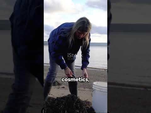 Seaweed: The Ocean's Hidden Gem #seaweed #nutrition #sustainability #healthyfood #umami #sushi