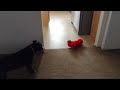 Dog And Tickle Me Elmo