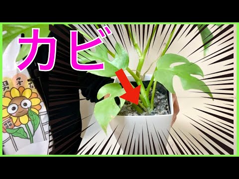 ワインのカビの予防と対策 植物