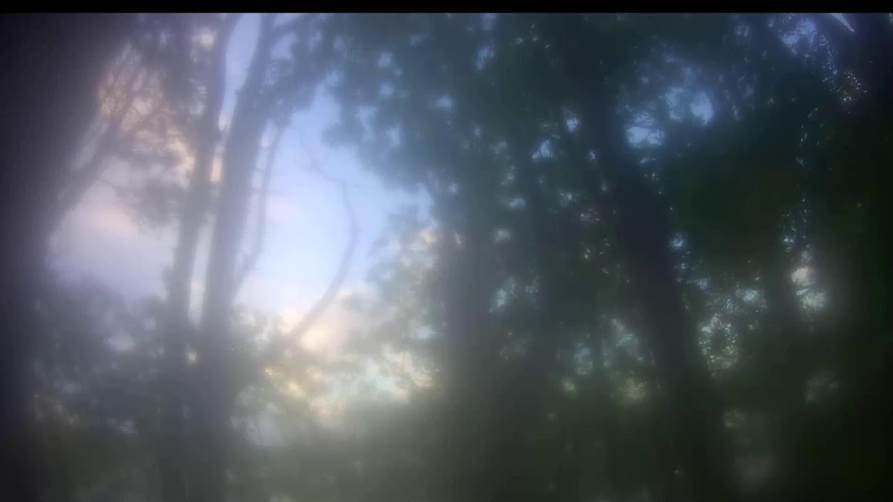 Live webcam view of Baron Blue Eagle Nest Canopy Cam