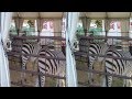 Zebras At Animal Open House Ringling Bros Barnum Bailey 09 10 11 3pm Show