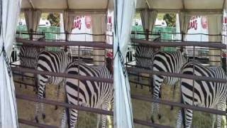 preview picture of video 'Zebras at Animal Open House; Ringling Bros. & Barnum & Bailey; 09/10/11 - 3pm show'