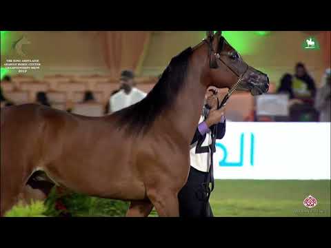 N 230 COPPERFIELD ORA   KAAHC 2019   Yearling Colts Class 7A