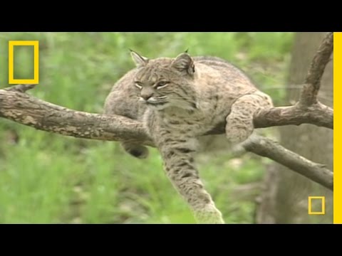 Bring on the Bobcats  | National Geographic