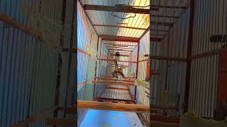 Download lagu burung pipit kawin dengan beda jenis mp3 Download lagu burung pipit kawin dengan beda jenis mp3